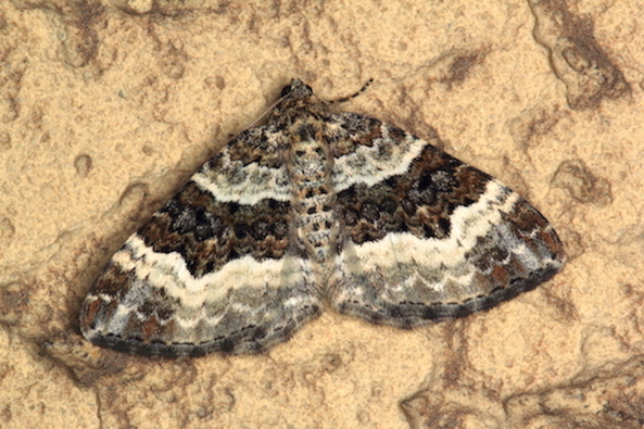 Epirrhoe alternata o Epirrhoe rivata? E. alternata